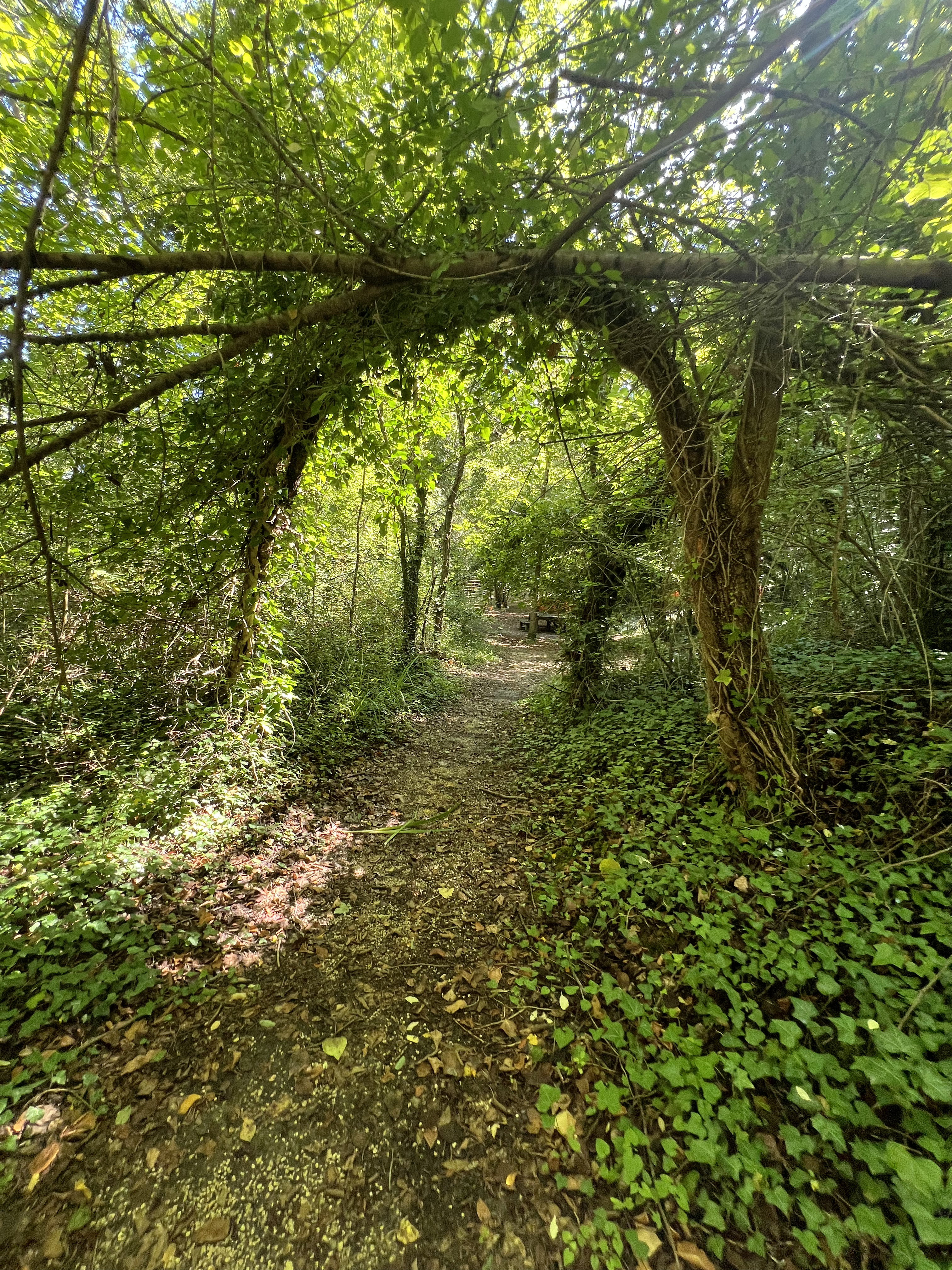 Sentiero immerso nel bosco del Parco Fluviale del Nora